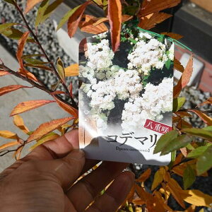 d{cRf}2025NJԗ\@dRf}{A