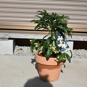 2025N蕨ɂ߂ł̖N̗ǂؖA t 2023N11`N1܂Ŏt