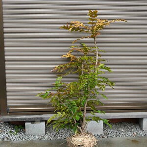 100Z`O傫߃qCMieAVQcł͂@80100Z`O@N̗ǂ