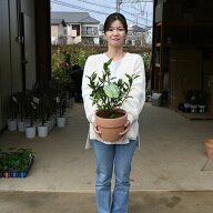 プレゼントに2026年はゲッケイジュ鉢植え【月桂樹】【月桂樹鉢植え】 香りのよい月桂樹ローリエ