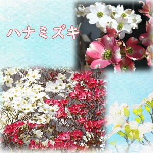 ni~YL c gZbg ԉ薳  ڂ 3N bhWCAg NEhiC Ԑ