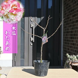 2024年NEW 花庭木 ボケ 苗木 わたあめ 木瓜