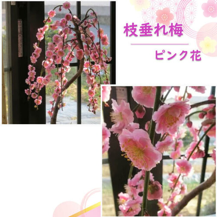 楽天市場】※今季の開花終了した枝垂れ梅ピンク2025年2月～3月開花 八重 