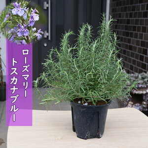 [Y}[ c  n[u gXJiu[ rosemary }lE