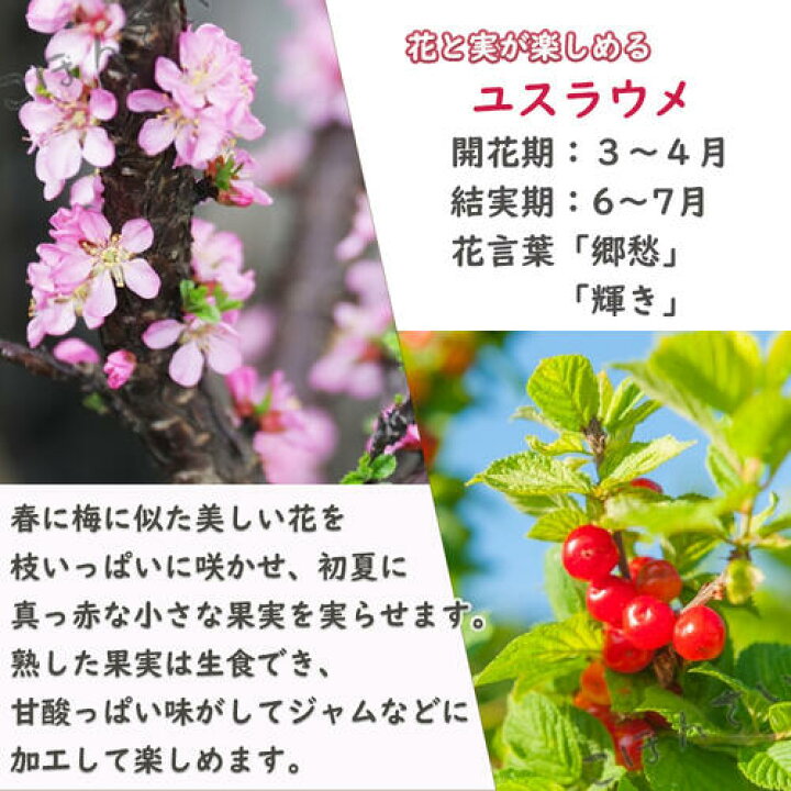 楽天市場】2024年4月初旬開花中 ユスラウメ 赤実 苗木 山桜桃梅 果樹 