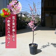 2026年4月初旬開花 ユスラウメ 赤花 赤実 苗木 山桜桃梅 果樹