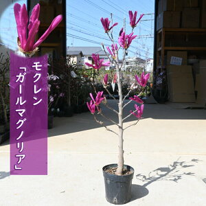 }\ԒyV|Cg2{2025N4Jԗ\胂N c K[}OmA ^i