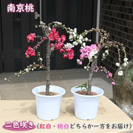 5号サイズ2024年4月開花 南京桃 二色咲き 咲き分け しだれ桃 プラ鉢入り 花桃
