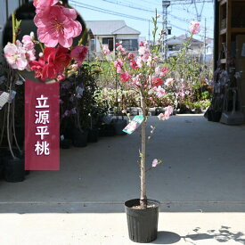 おすすめの咲き分け桃苗2024年4月上旬開花中 立源平桃 苗木 花桃 源平桃