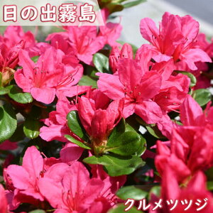 2025Nԉ肠@4{JԒ v ccW c ̏o UP c d炫 NccW