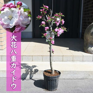 Ƃڂؕc3N2025N4{JԒ ԔdJChE c 3N ڂ JChE