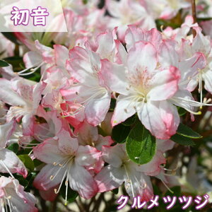 2025N4{J v ccW c  UP c d炫@NccW