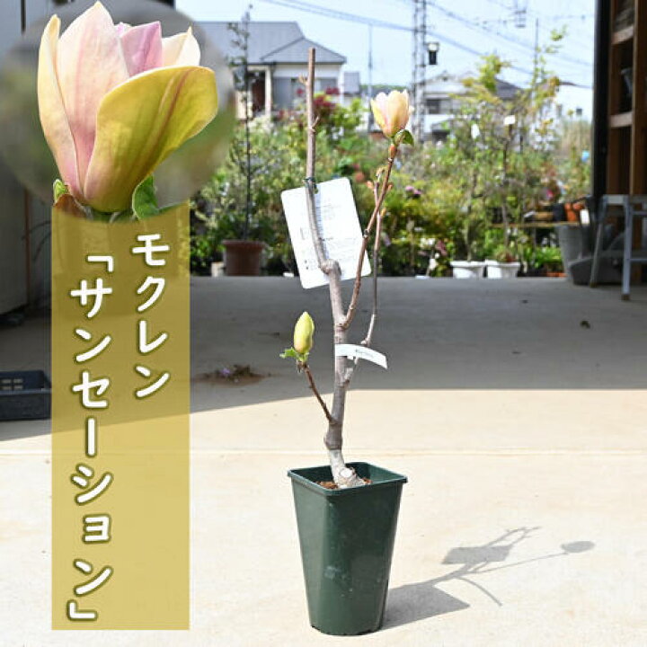 楽天市場】2024年4月開花 モクレン サンセーション 苗木 木蓮 