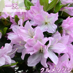 2025Nԉ肠@4{J v ccW c V UP c d炫 NccW