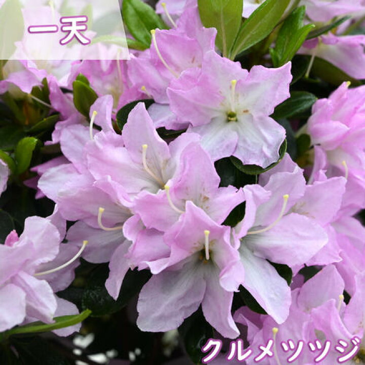 楽天市場】2026年花芽あり 4月中旬開花 久留米 ツツジ 苗木 一天 躑躅 