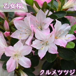 2025Nԉ肠4{J v ccW c  UP c d炫 NccW