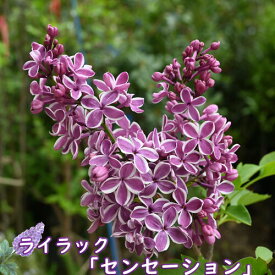 ライラック苗木 センセーション 庭木 落葉樹 シンボルツリー 淡紫桃色の八重咲き芳香の強いライラック　センセーションライラック苗