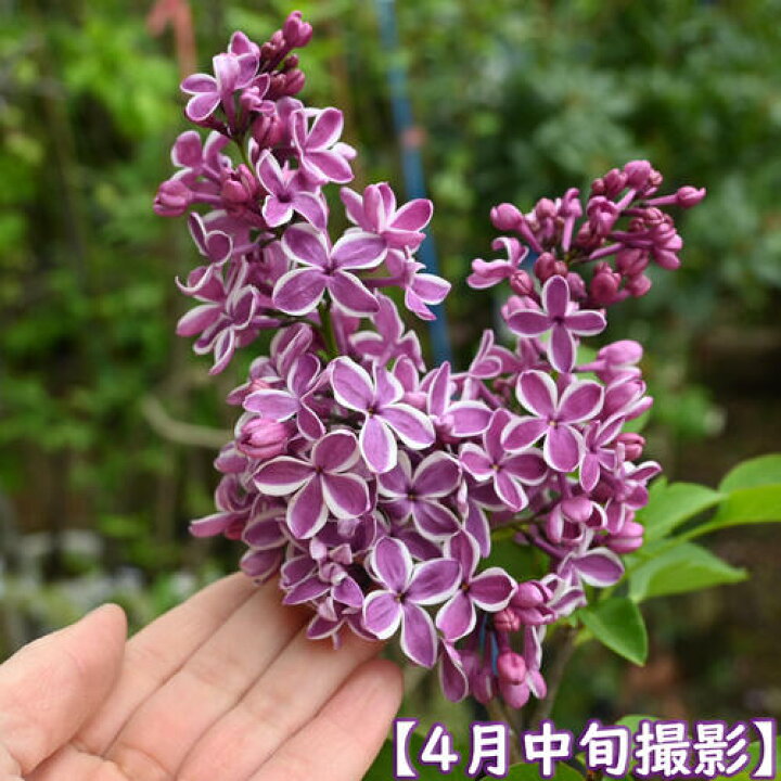 楽天市場】ライラック 苗木 2025年庭木 落葉樹 シンボルツリー 花色紫 