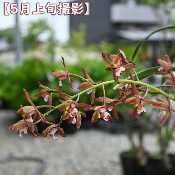 楽天市場】2026NEW キンリョウヘン 鉢植え 金稜辺 ミツバチラン : 園芸 
