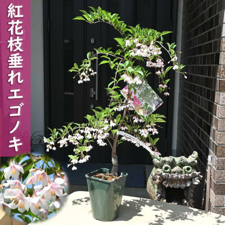 現品》シダレエゴノキ 赤花 ? 樹高1.4m（根鉢含まず）10【庭木/苗木/