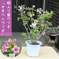 楽天市場】斑入り 大紅ウツギの通販