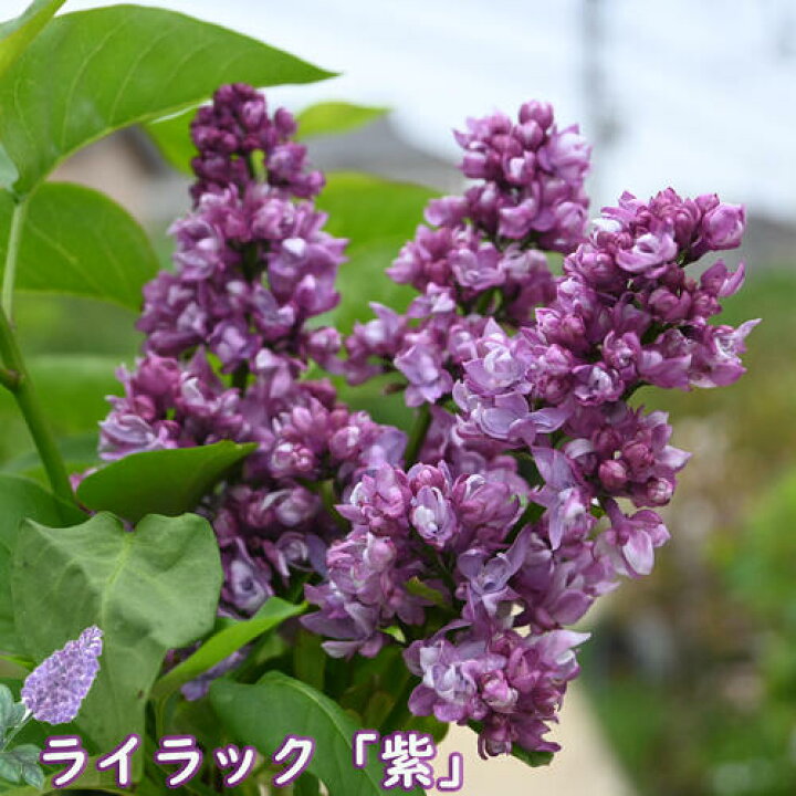 楽天市場】ライラック苗ライラック苗木2025年4月開花苗庭木 落葉樹 