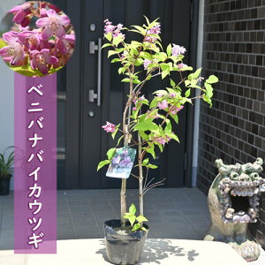 2026N5{J xjoioCJEcM c }MVF g TNEcM