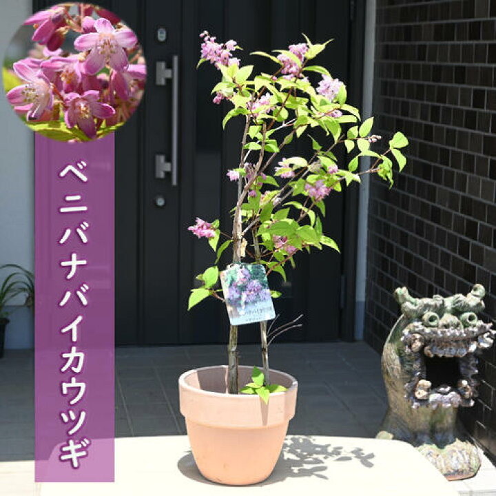 楽天市場】2024年5月中旬開花 ベニバナバイカウツギ 鉢植え テラコッタ 
