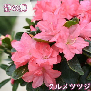 4Jԕc v ccW c Â̕ UP c d炫 NccW