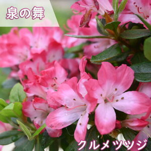 2026NJԗ\ v ccW c ̕ UP c NccW