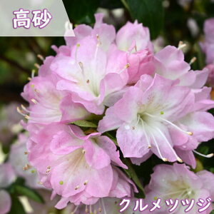 2025Nԉ肠@v ccW c  UP c sNF d炫