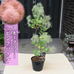 2026NJԌ 40`50Z` 6{J X[Nc[ sNp[ c PmL 7ȍ~̂͂͊JԂIԂł̂͂ɂȂ܂