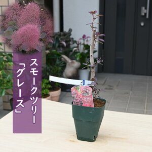 X[Nc[ OCX c PmL O[X@ꂩ30`40Z`