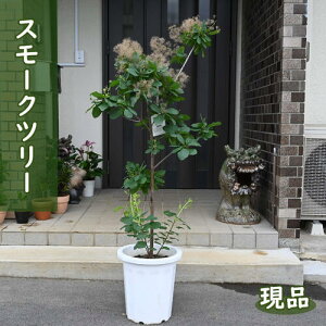 i 2024N627BeX[Nc[ c PmL ꂩ130`140Z` V{c[