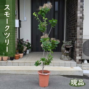 i 2024N627BeX[Nc[ c PmL ꂩ130`140Z` V{c[