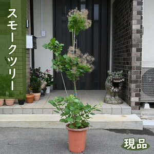 i 2024N627BeX[Nc[ c PmL ꂩ130`140Z`@V{c[