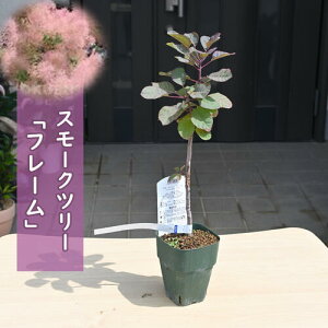 X[Nc[ t[ c PmL@ꂩ30`40Z`