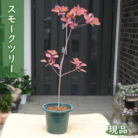 現品 2024年7月3日撮影 スモークツリー 苗木 ケムリノキ