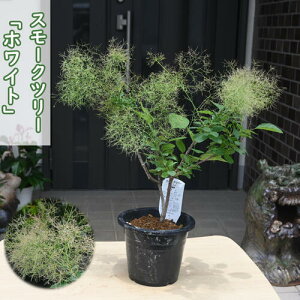 2024NNEW X[Nc[ c zCg PmL