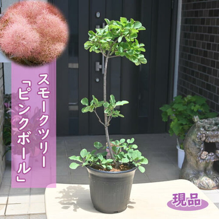 現品 2024年NEW スモークツリー 苗木 ピンクボール ケムリノキ 矮性 園芸百貨店何でも揃うこぼんさい