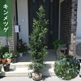 2026年NEW キンメツゲ 大苗 寝巻き苗 金芽ツゲ 鉢底から約150～160センチ 金芽柘植 常緑樹