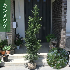 2024NNEW LcQ c Qc cQ ꂩ150`160Z` ѐA Ύ