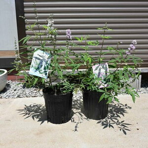 ピンク花と白花2種の西洋ニンジンボクピンクのニンジンボク2024年8月開花西洋ニンジンボク苗セイヨウニンジンボク6号サイズ 高さ30センチ