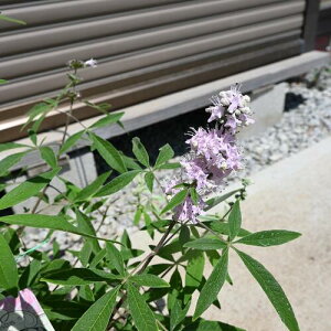 ピンク花の西洋ニンジンボクピンクのニンジンボク2024年8月開花西洋ニンジンボク苗 ピンクセイヨウニンジンボク6号サイズ 高さ30センチ