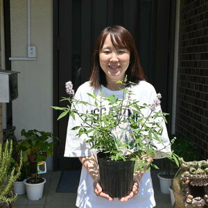 白花の西洋ニンジンボクしろばな2024年8月開花西洋ニンジンボク苗 白花セイヨウニンジンボク6号サイズ 高さ30センチ