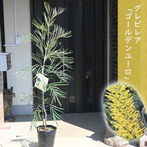 2024NNEW OrA S[f[ c I[W[vc OBA XpC_[t[