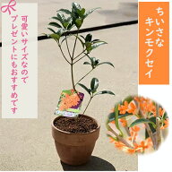 プレゼントに2026年育てる楽しみのあるキンモクセイ ちいさい　可愛い　金木犀 金木犀鉢植　小 　季節を…