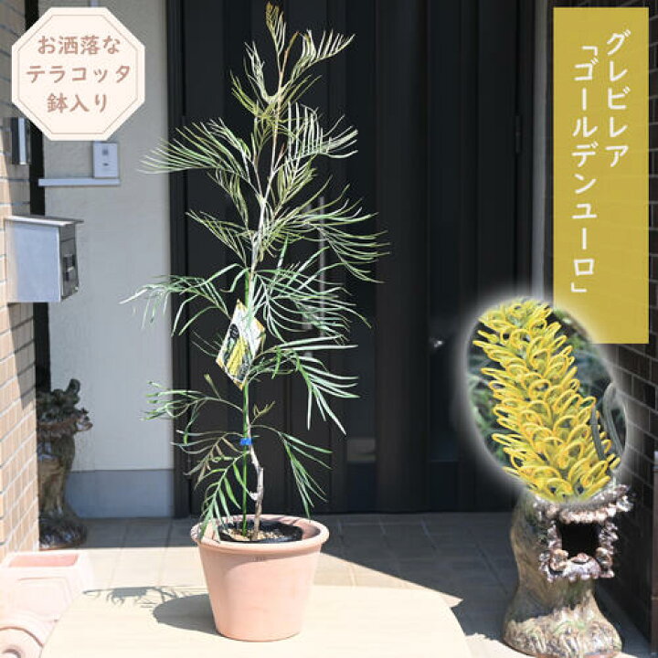 楽天市場】グレビレア ゴールデンユーロ テラコッタ鉢入り オージー 
