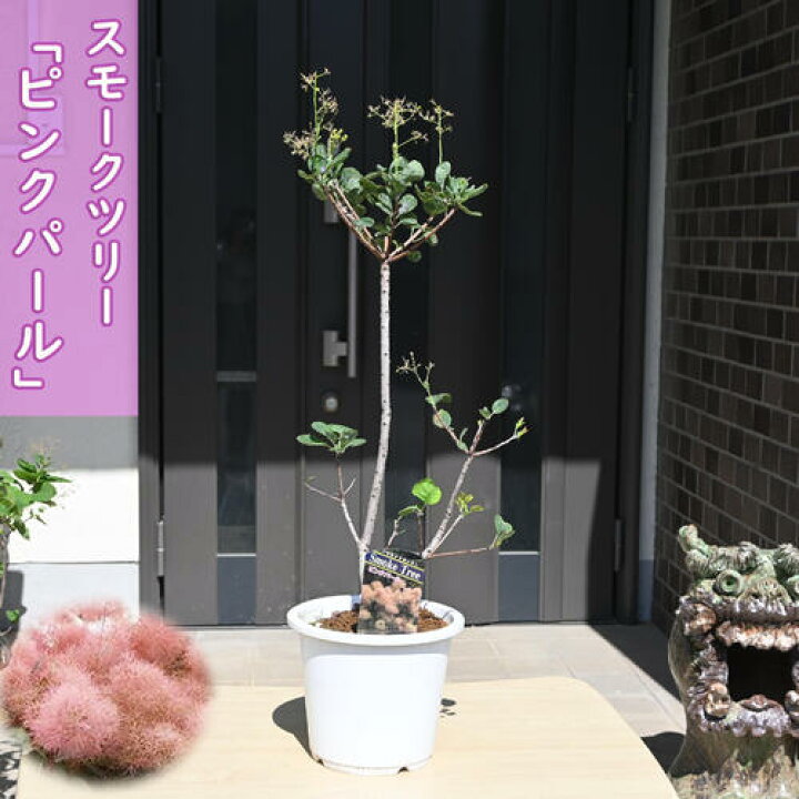 楽天市場】スモークツリー ピンクパール 苗木 ケムリノキ : 園芸百貨店 