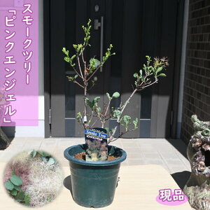 2024N1010Be i X[Nc[ sNGWF c PmL